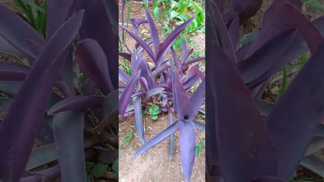 Trapoeraba-Roxa/(Tradescantia pallida) (Rose.) D.R. Hunt. [Leitura na Descrição]#tradescantia смотреть онлайн