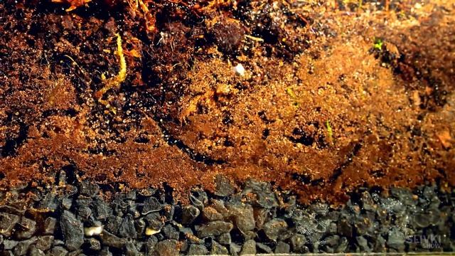 TERRARIUM WITH ISOPODS – [30 DAYS LATER] смотреть онлайн