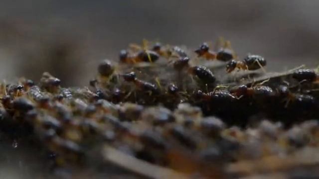 Существует ли цивилизация муравьев? смотреть онлайн