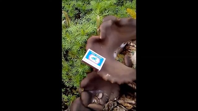 ОГРОМНЫЕ ГРИБЫ ВЕШЕНКА НА ТОПОЛИНОМ ПНЕ В ГОРОДЕ смотреть онлайн