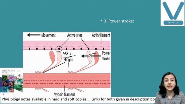 Muscle excitability : смотреть онлайн