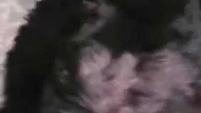 щенки большого пуделя смотреть онлайн