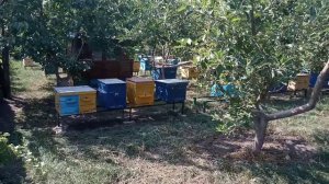 продать сейчас мёд оптом, или подождать лучшую цену?