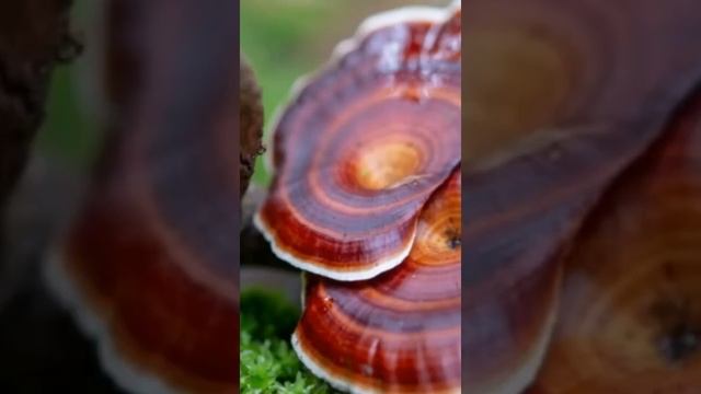 ? Discover the soothing power of Reishi mushrooms for a restful night's sleep! ? смотреть онлайн