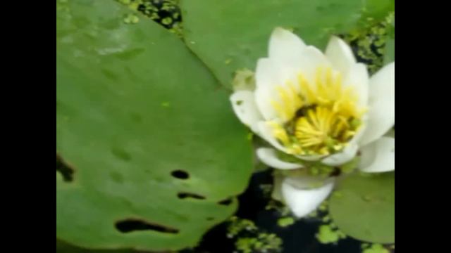 Water Lilies of the Danube Delta смотреть онлайн