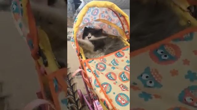 Укачивает кота смотреть онлайн