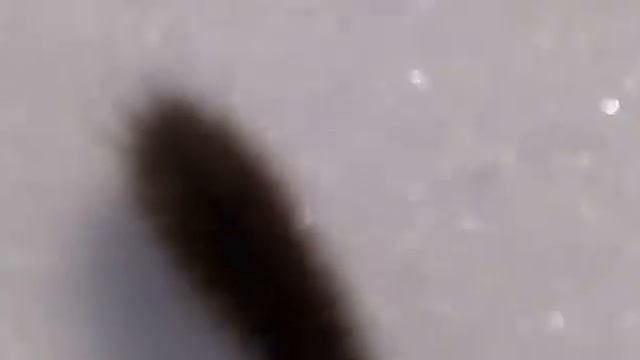 Гусеница зимой смотреть онлайн