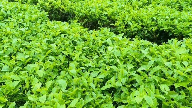 Остров Ява, Индонезия. Пещера Джомбланг, храмы Боробудур и Прамбанан. Сезон дождей. ЧАСТЬ 1\2. смотреть онлайн