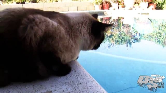 JVC Camera Test смотреть онлайн
