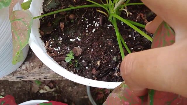 Cara merawat Keladi hias смотреть онлайн