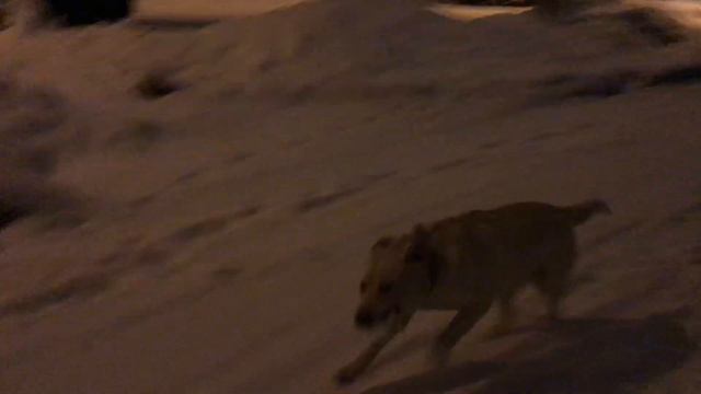 Лабрадор на прогулке - зима внезапно вернулась