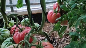 Сорт томата -сердце Доминго (Domingo Heart)