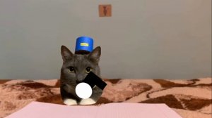 заставка котинет и его друзья 2023