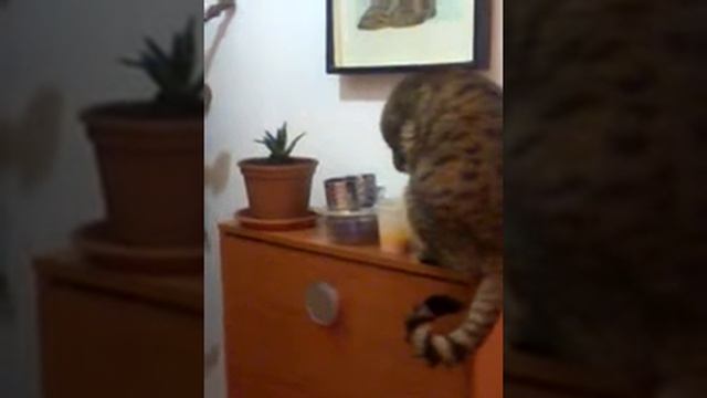 IL MIO GATTO SPECIALE смотреть онлайн