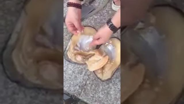 How to remove perl from olyster (मोती कस निघतो) смотреть онлайн