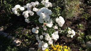 Розы. Айсберг флорибунда и Айсберг клайминг в чем отличие. Варианты формирования  куста  розы.