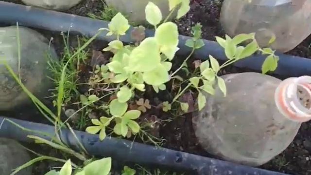 клематис из черенка ( весна 2022) смотреть онлайн