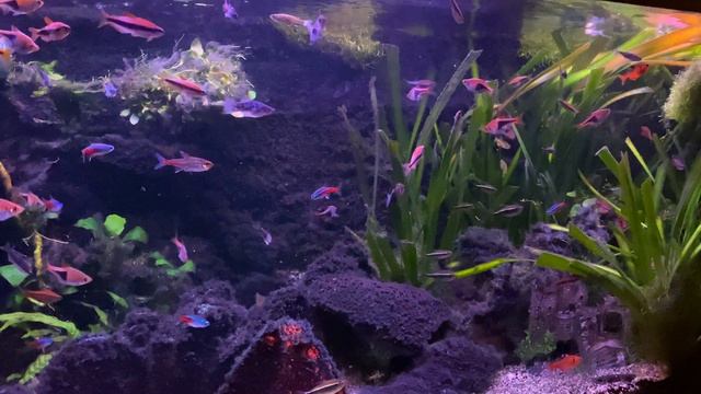 4K 200 Fishes AQUARIUM | NO MUSIC 2 HOURS | RELAXING ??? FISH 4K #RELAXTIME