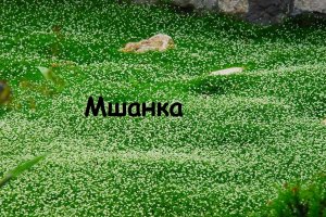 Мшанка выращивание из семян. Ленивый газон. Мох.