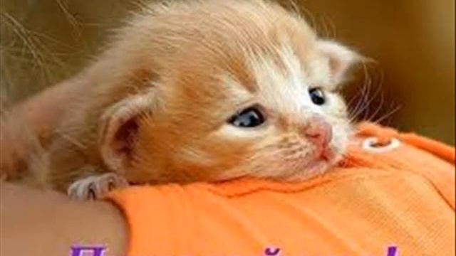 Ps vita ))смотрим до конца) смотреть онлайн