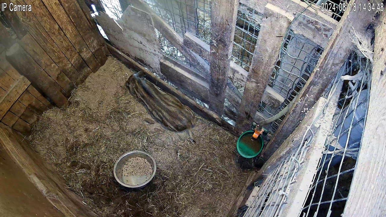 Прямая трансляция пользователя Фунтик и его друзья