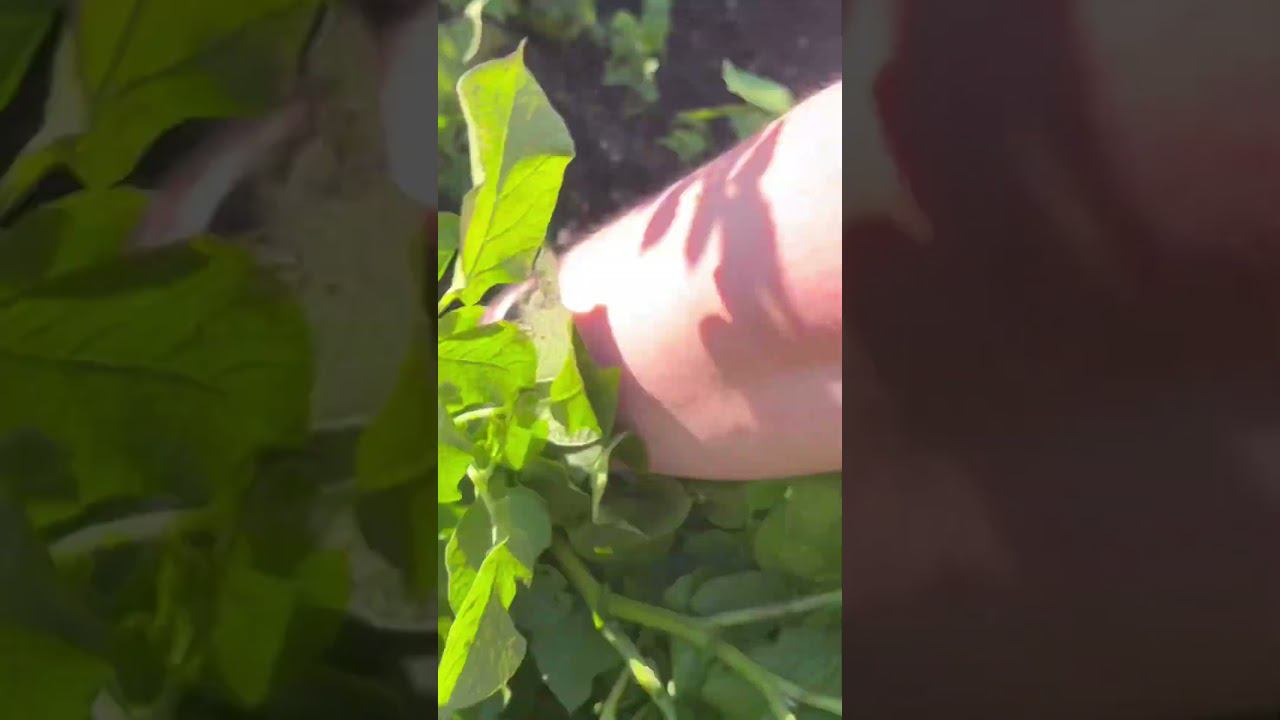 Картофель на грядке / Potatoes in the garden / Молодая картошка смотреть онлайн