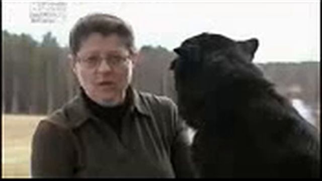 Шведская лопарская лайка, все породы собак, 101 dogs. Введение в собаковедение. смотреть онлайн