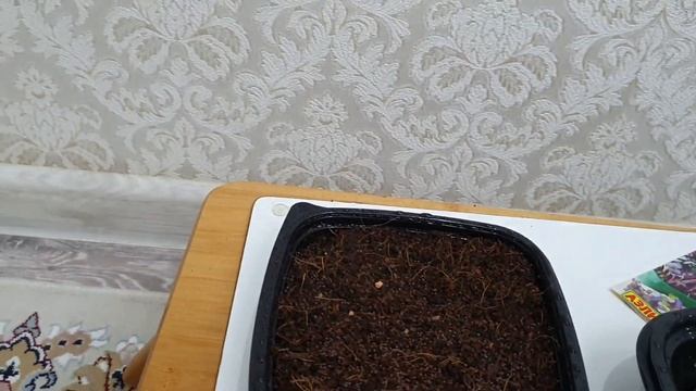 Микрозелень дома / Микрозеленьді үйде өсіру смотреть онлайн