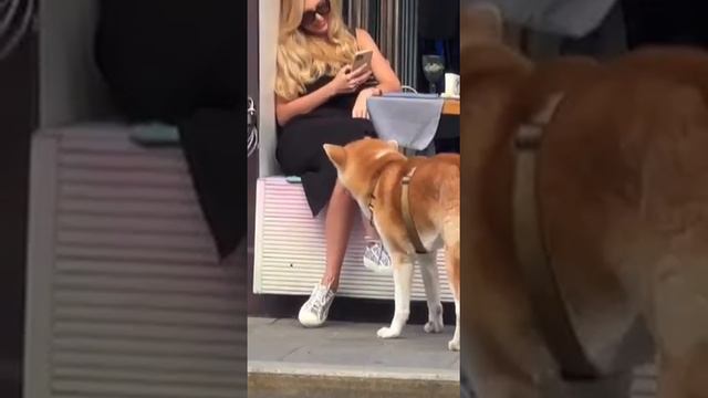 когда очень хочется чтобы хозяин нашёл себе женщину)