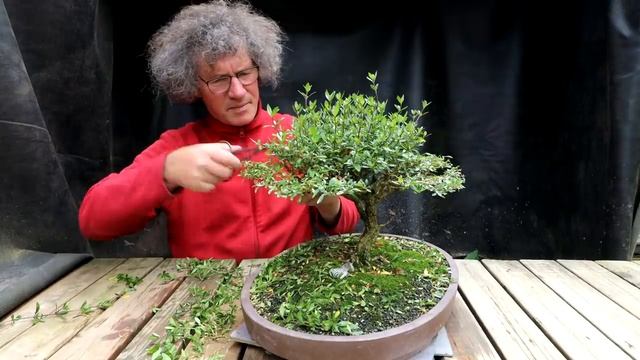 My Serissa Bonsai, Part 2, The Bonsai Zone, June 2021