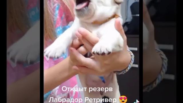 Открыт резерв Лабрадор Ретривер, полный пакет документов, доставка ваш регион по договорëнности.