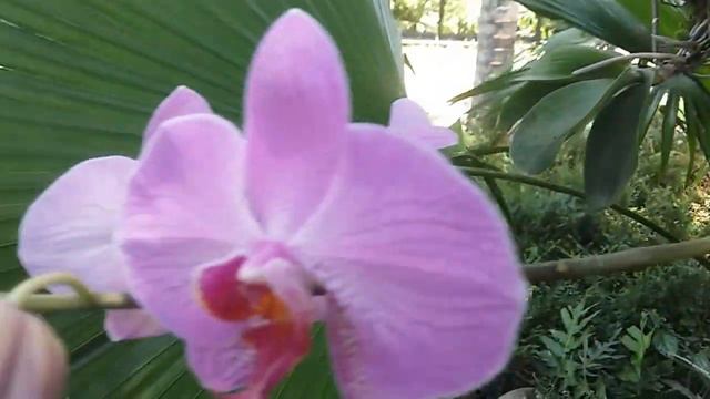 Орхидеи на дереве. Остров Бали. смотреть онлайн