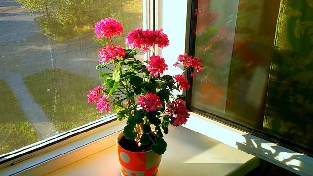 Обильное цветение герани в домашних условиях. Не выбрасывайте герань! смотреть онлайн