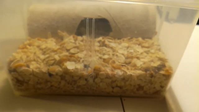 Мучной червь. Кормовая культура. смотреть онлайн