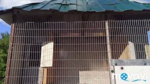 топ... куница каменная в домашних условиях