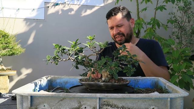 Ficus Green Island shohin estilo banyan смотреть онлайн