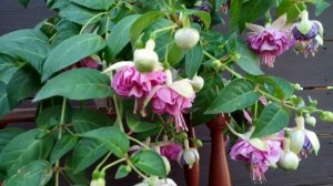 Фуксия Lenny Erwin. Обзор сорта