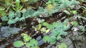 Как зимует водный гиацинт эйхорния. Консультант И  Суслов