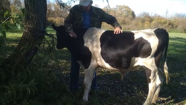 Бычок захромал. Лечим отёк и хромоту. смотреть онлайн