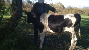 Бычок захромал. Лечим отёк и хромоту.