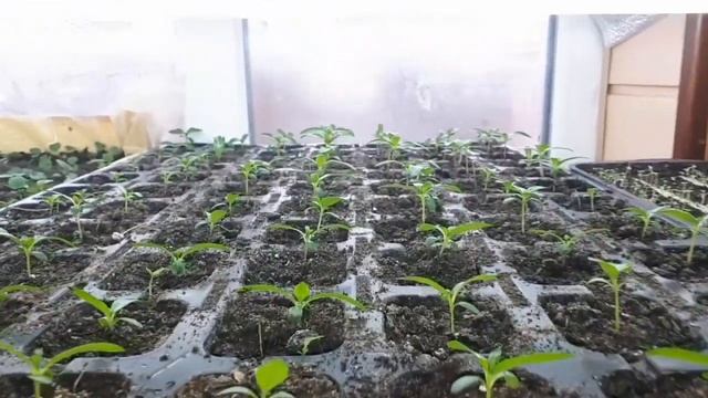 Стеллажи в феврале. Мой опыт смотреть онлайн