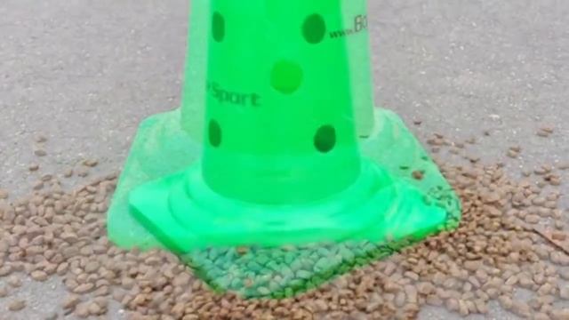 Fahrradkurs Hundeschule Kelsterbach смотреть онлайн