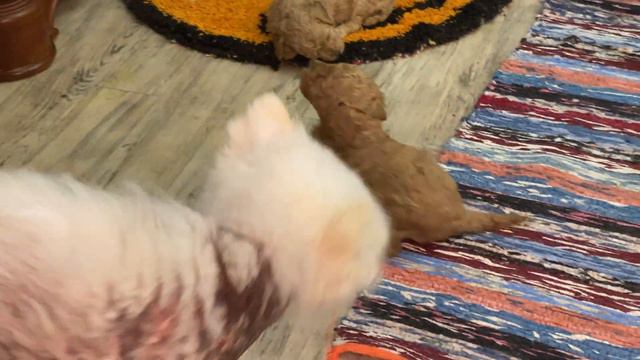 The puppies are already starting to run around the room and the kittens are still in the house. смотреть онлайн