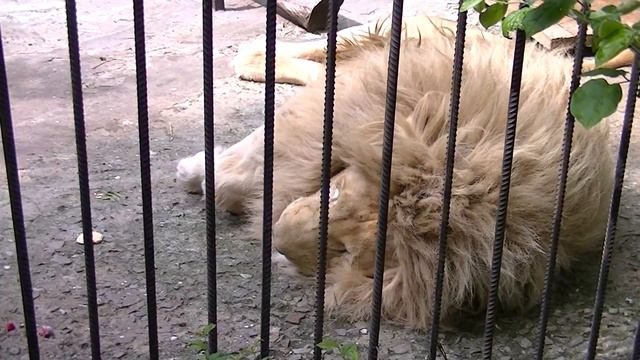 Крым. Ялта. Май 2о16. Зоопарк Сказка. Африканский лев. смотреть онлайн