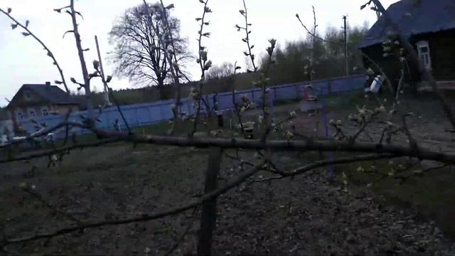 Вторая подкормка плодовых кустов перепелиным помётом смотреть онлайн