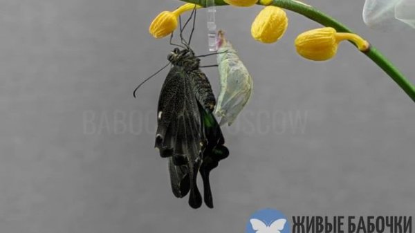 Рождение бабочки Papilio Palinurus