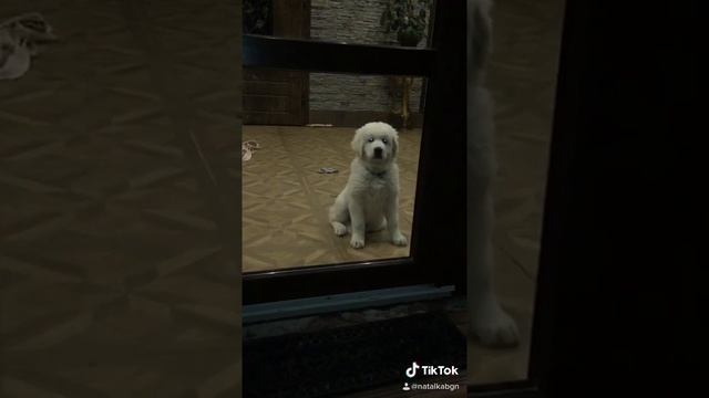 Польская подгалянская овчарка(татранская овчарка) смотреть онлайн