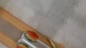 Паруем волнистых попугаев. Сколько яиц снесла самка и сколько птенцов из одной кладки?