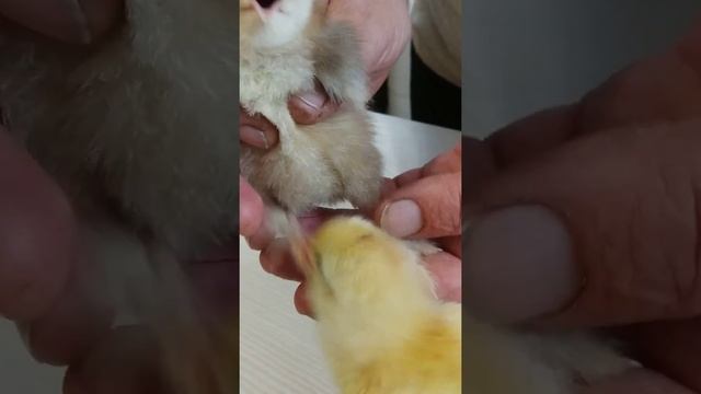 Как отличить Брама от не Брама, в суточном возрасте. смотреть онлайн