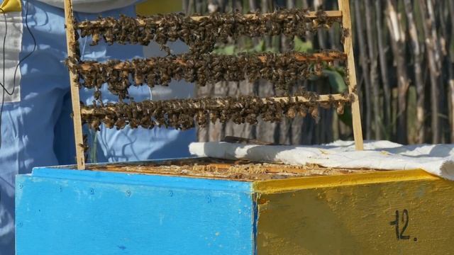 Интересный способ проверки заклещёванности пчёл смотреть онлайн
